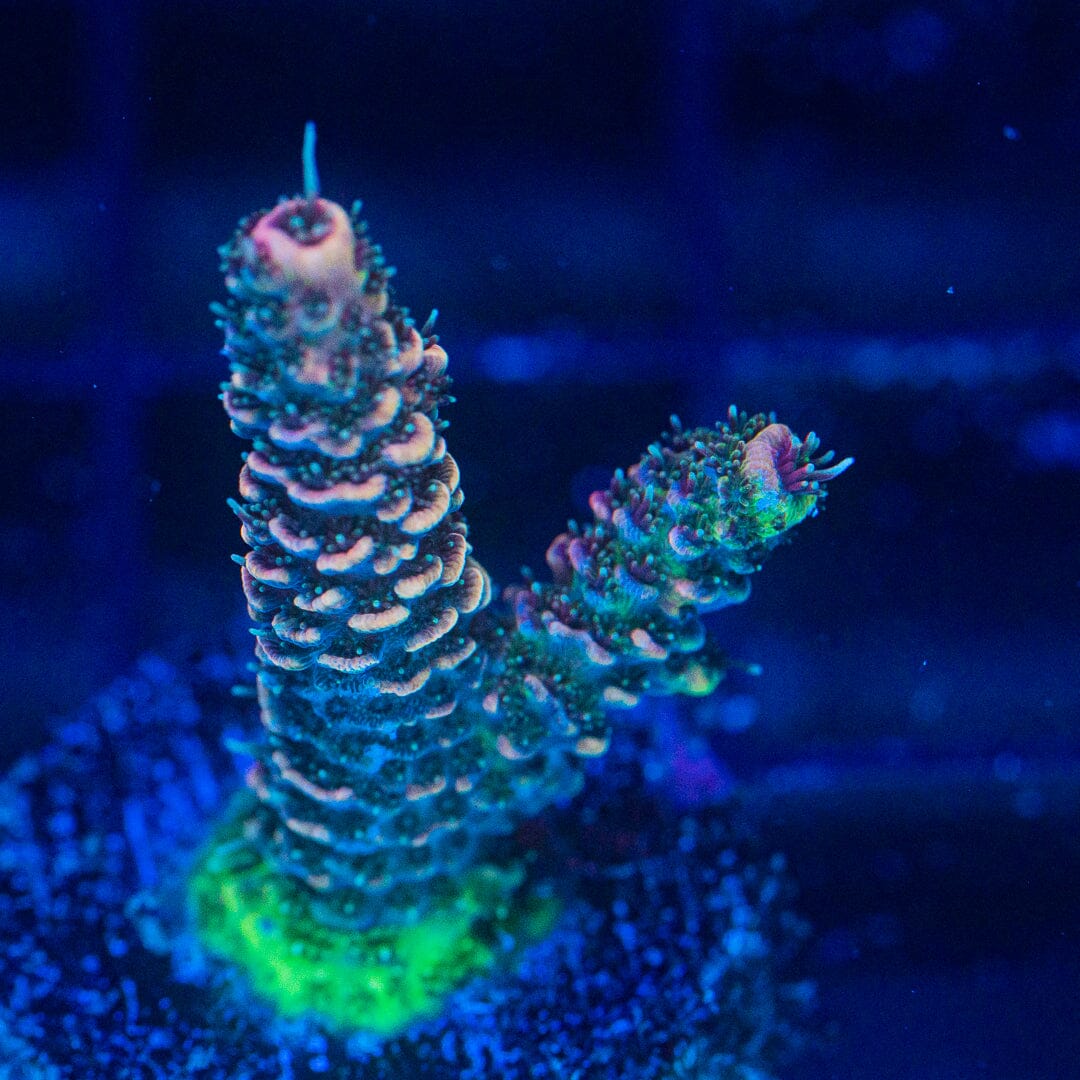 Acropora Frag - WYSIWYG Reef Lounge Norco 