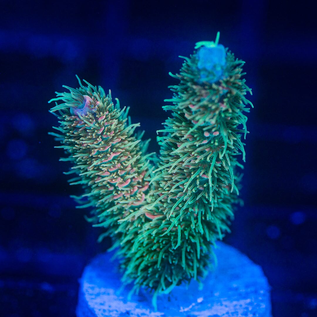 Acropora Frag - WYSIWYG Reef Lounge Norco 