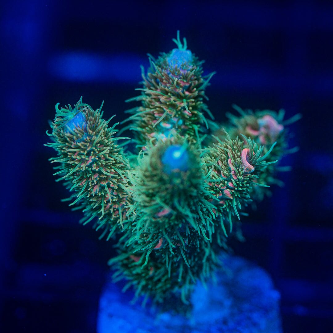 Acropora Frag - WYSIWYG Reef Lounge Norco 