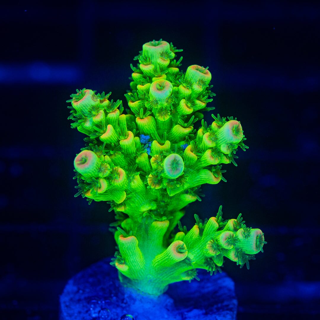 Acropora Frag - WYSIWYG Reef Lounge Norco 