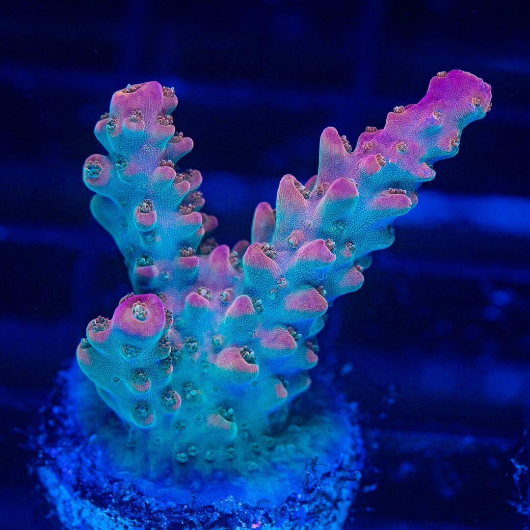 Acropora Frag - WYSIWYG Reef Lounge Norco 