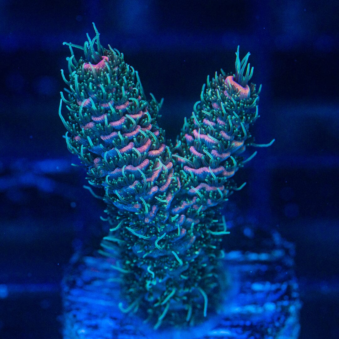 Acropora Frag - WYSIWYG Reef Lounge Norco 