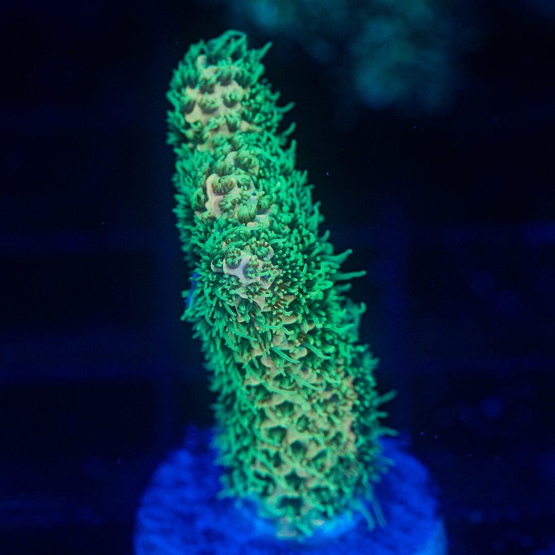 Acropora Frag - WYSIWYG Reef Lounge Norco 