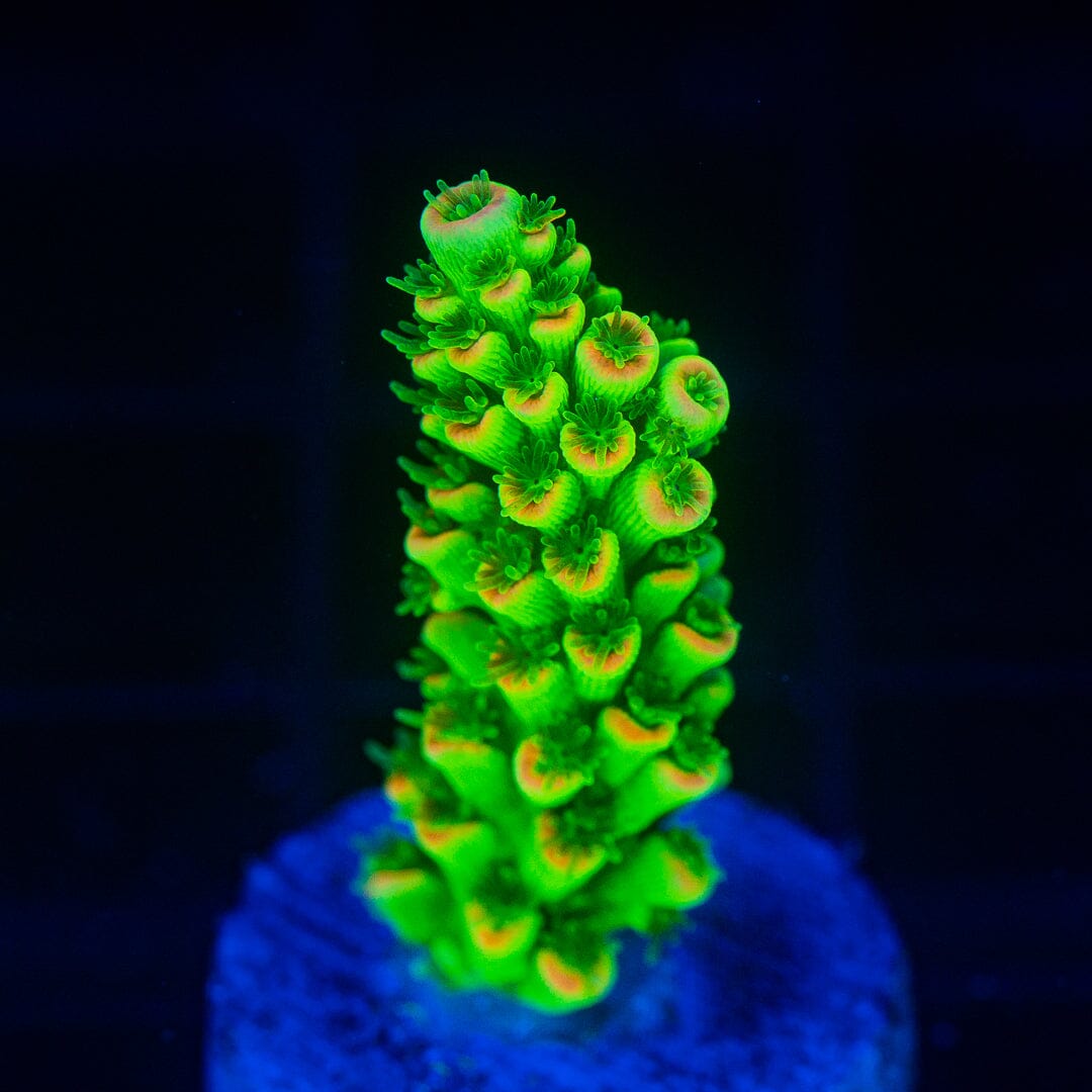 Acropora Frag - WYSIWYG Reef Lounge Norco 