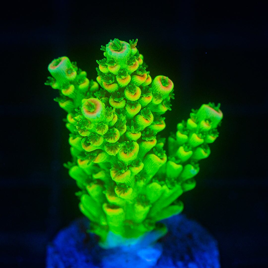 Acropora Frag - WYSIWYG Reef Lounge Norco 