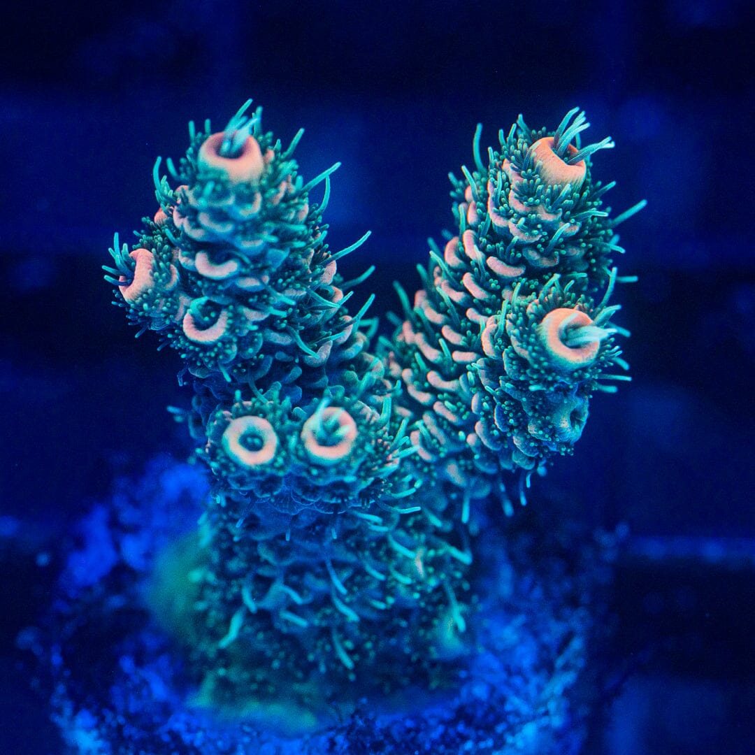 Acropora Frag - WYSIWYG Reef Lounge Norco 