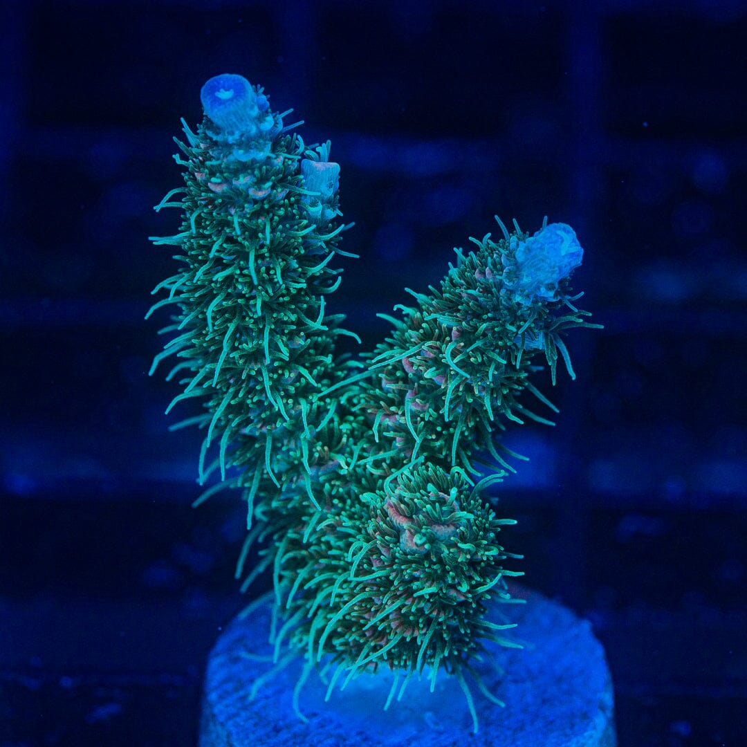 Acropora Frag - WYSIWYG Reef Lounge Norco 