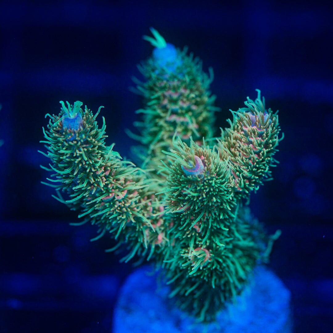 Acropora Frag - WYSIWYG Reef Lounge Norco 