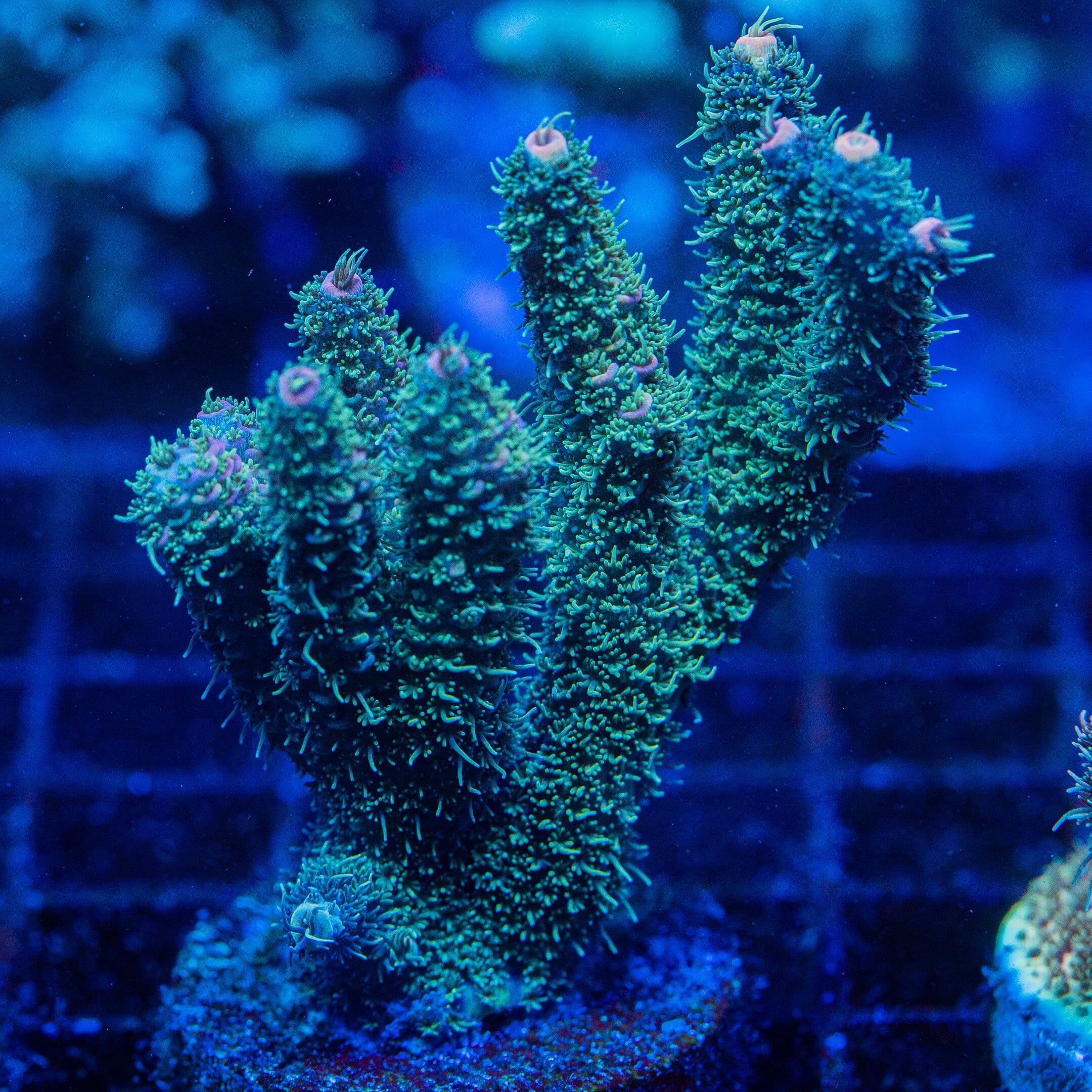 Acropora Mini Colony 3F - WYSIWYG Reef Lounge Norco 