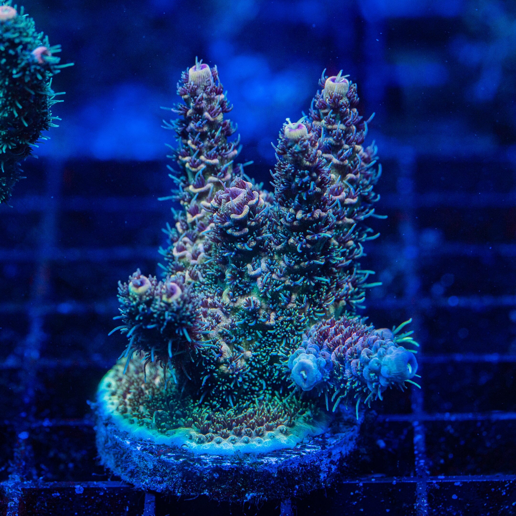 Acropora Mini Colony 4F - WYSIWYG Reef Lounge Norco 
