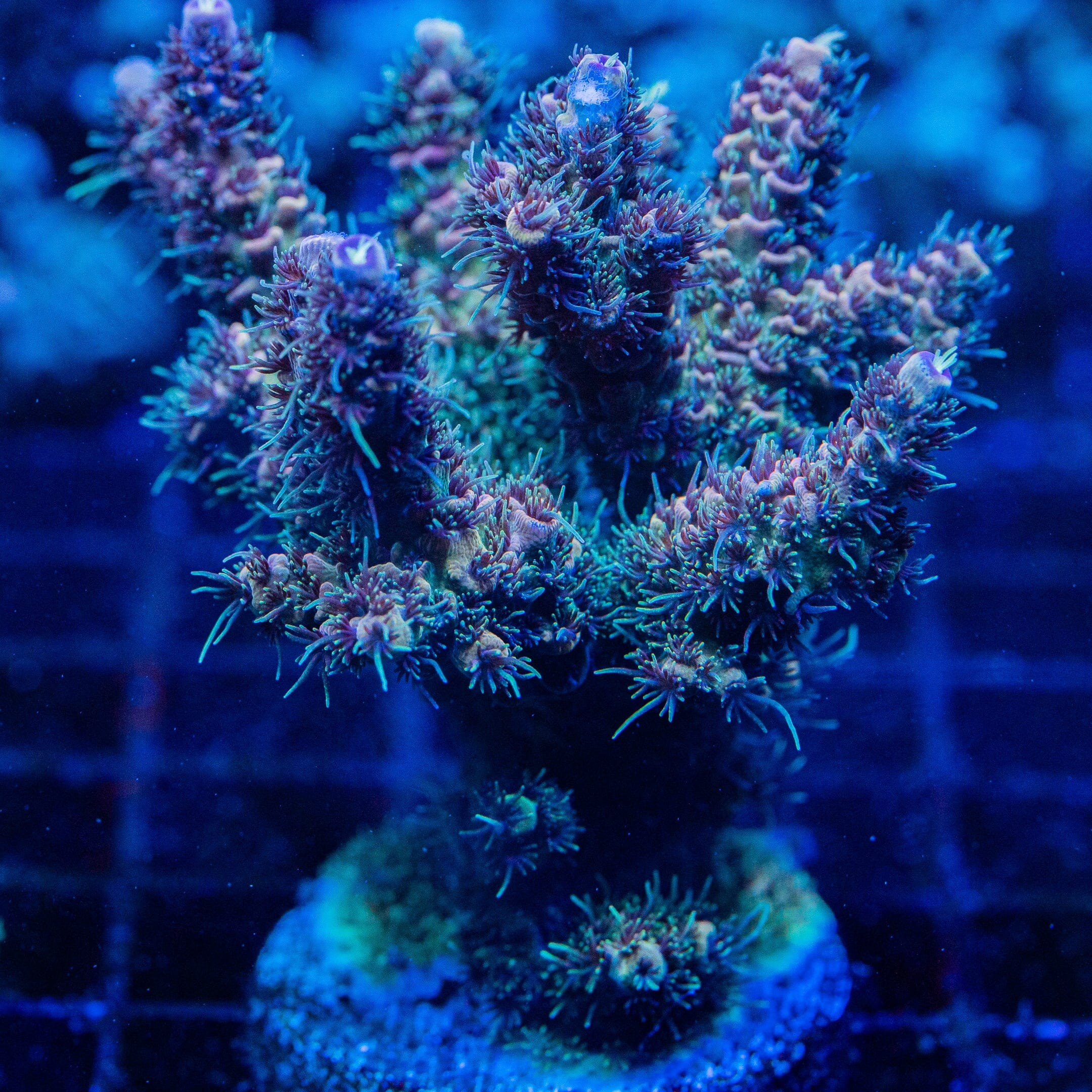 Acropora Mini Colony 7F - WYSIWYG Reef Lounge Norco 