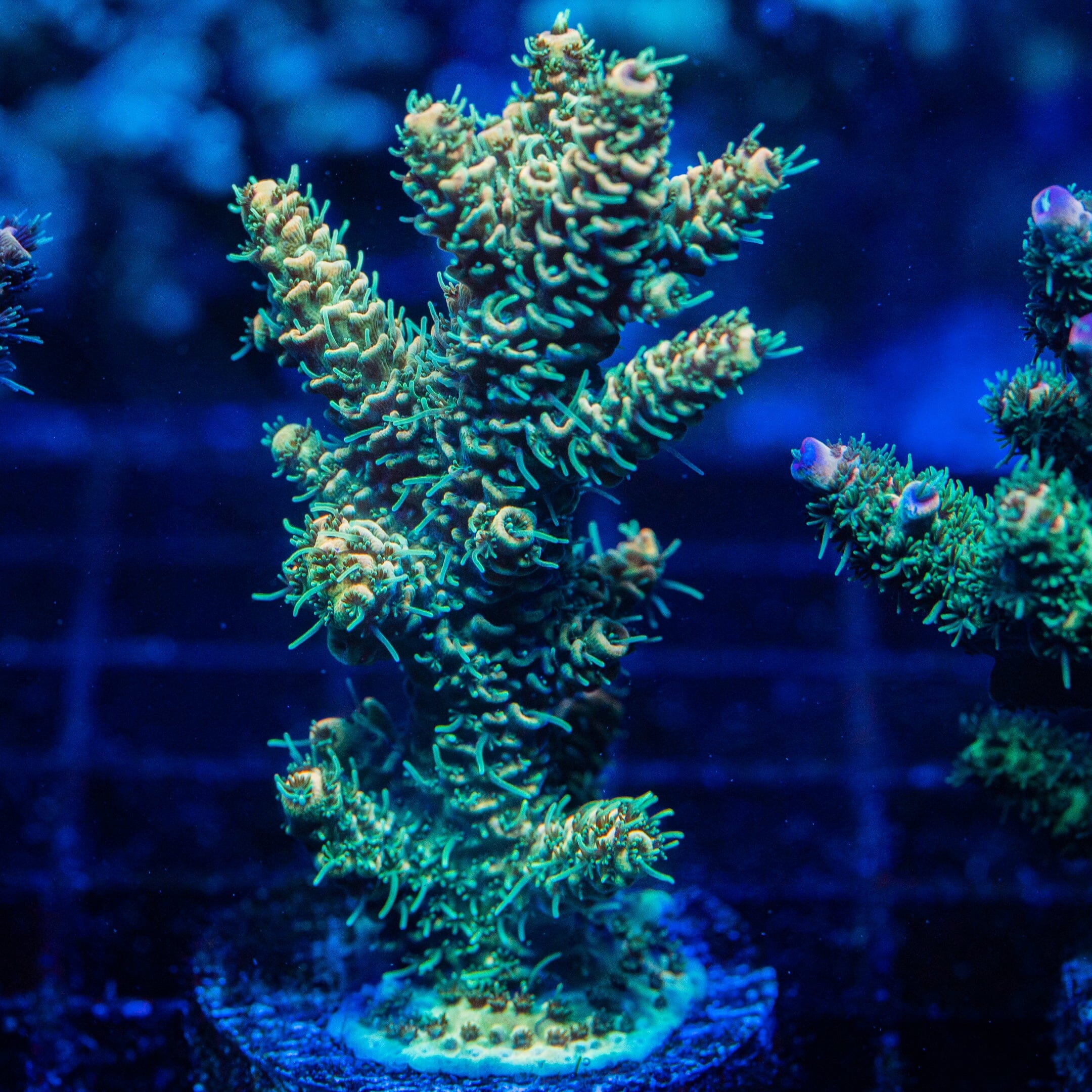 Acropora Mini Colony 8F - WYSIWYG Reef Lounge Norco 
