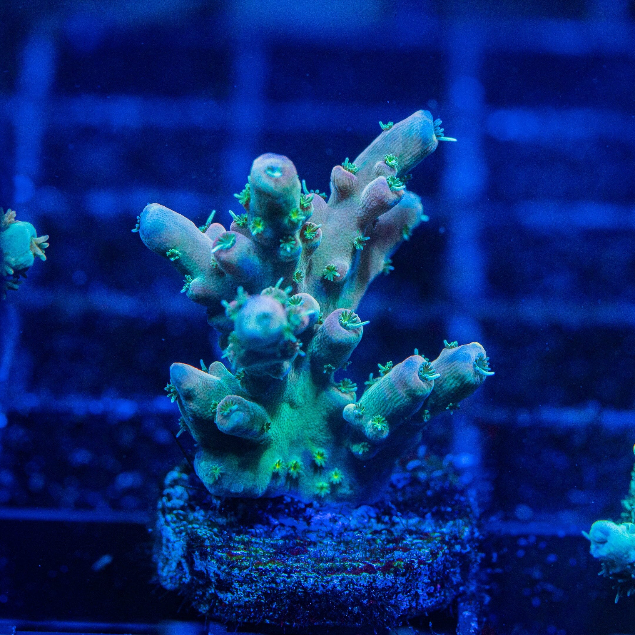 Acropora Mini Frag 10D - WYSIWYG Reef Lounge Norco 