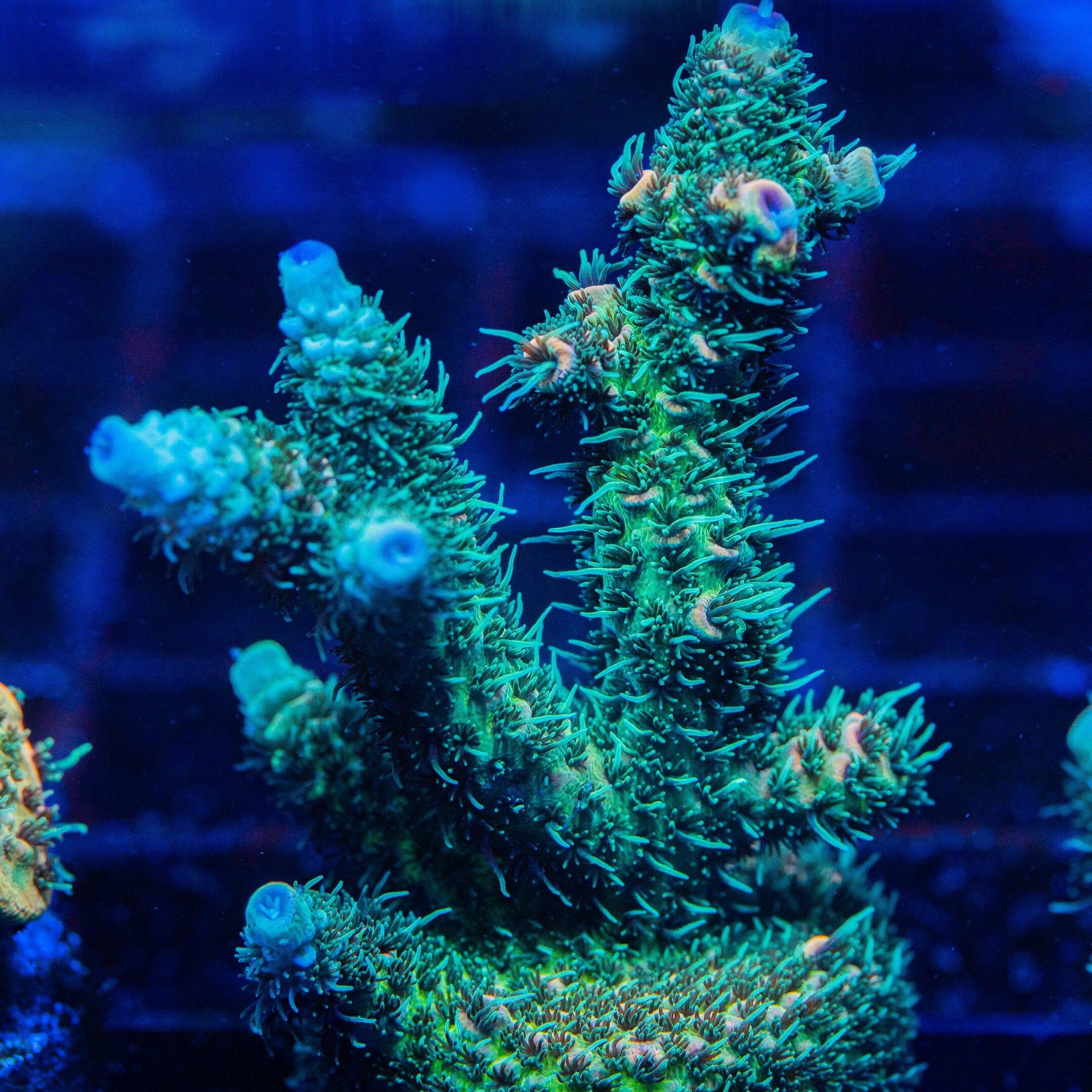Acropora Mini Frag 4D - WYSIWYG Reef Lounge Norco 