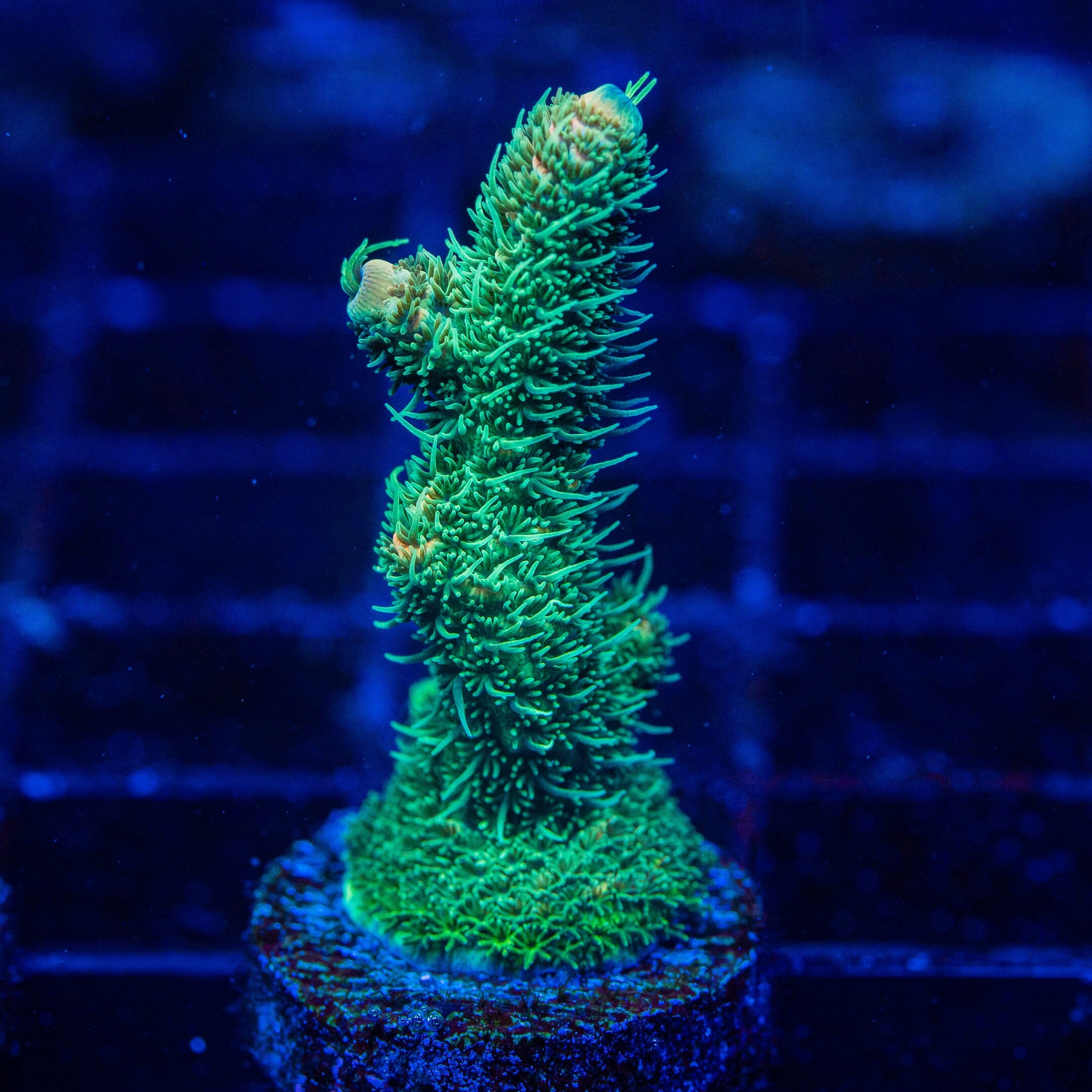 Acropora Mini Frag 8D - WYSIWYG Reef Lounge Norco 