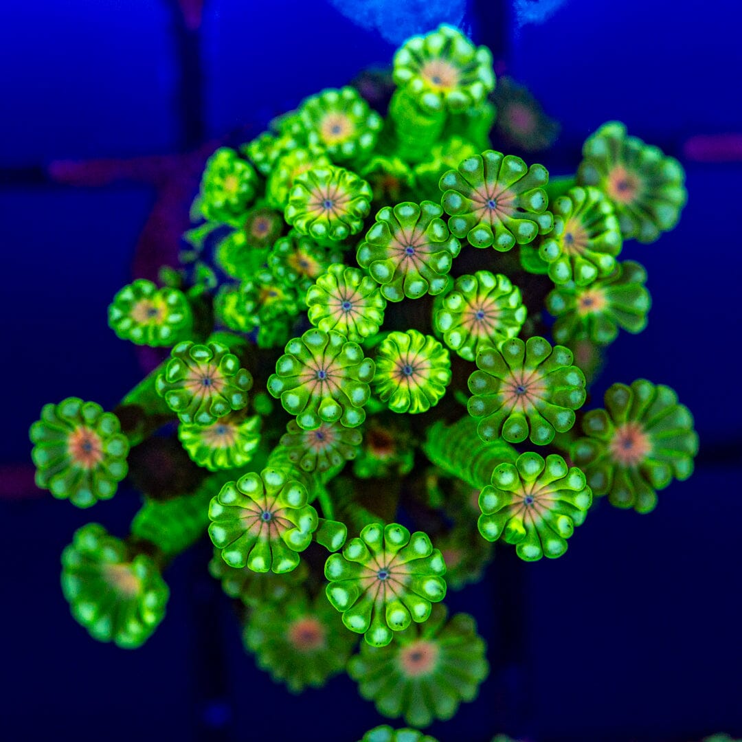 Alveopora 3B - WYSIWYG Reef Lounge Norco 