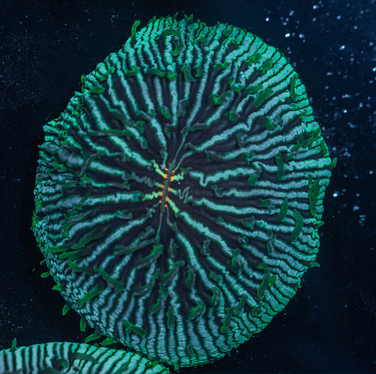 Aquacultured Plate Coral - WYSIWYG Reef Lounge Coral 