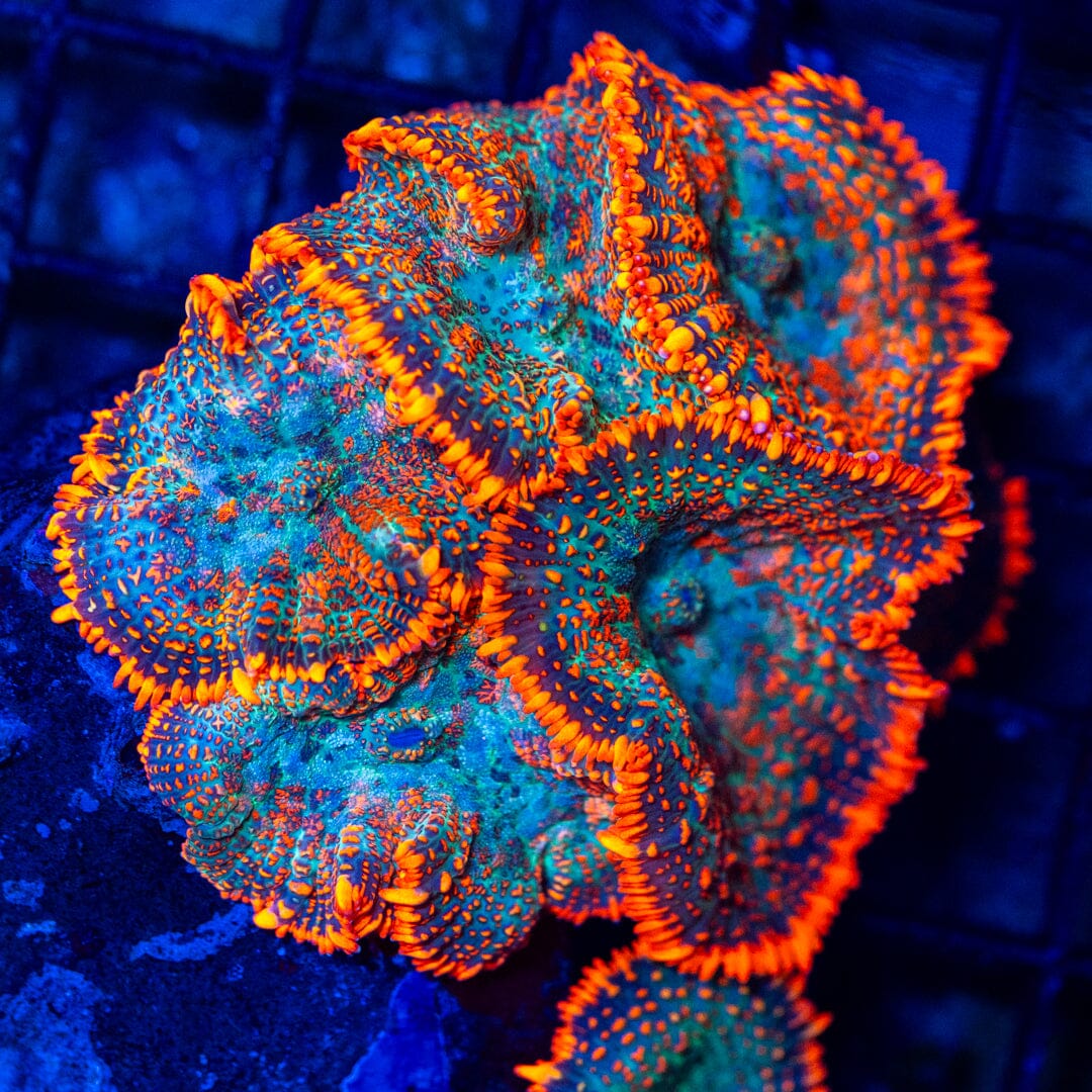Aquafire Rhodactis Colony - WYSIWYG LPS Coral Reef Lounge USA 