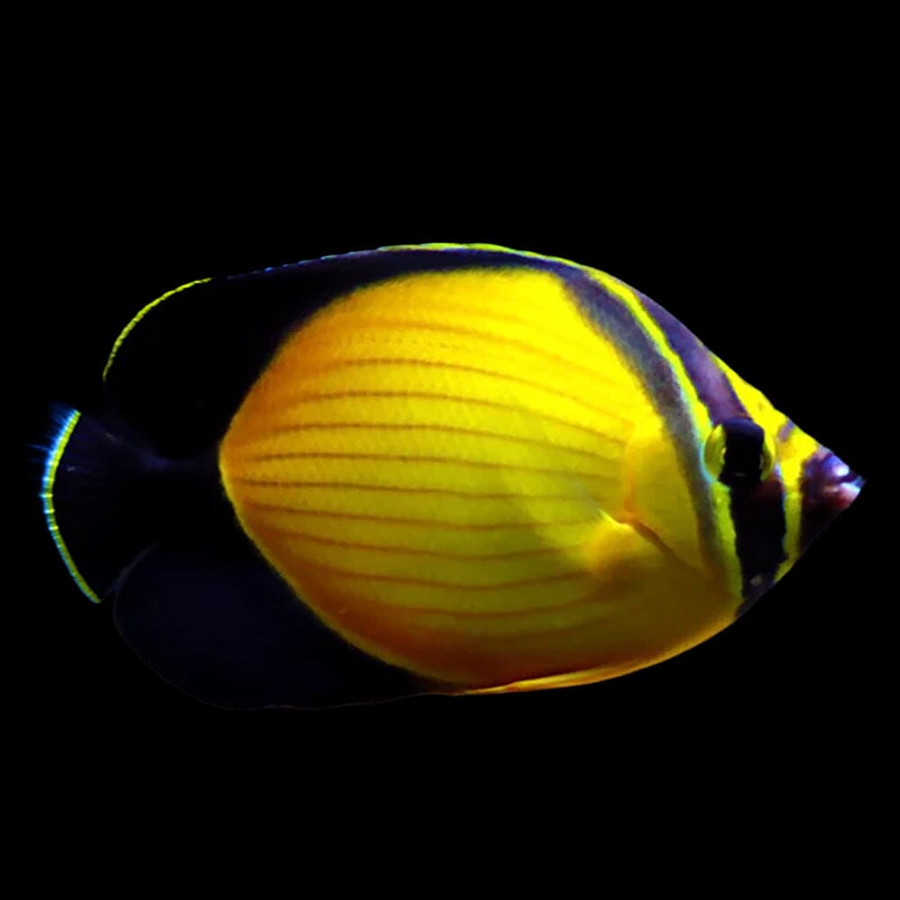 Arabian Butterfly Fish Reef Lounge USA 
