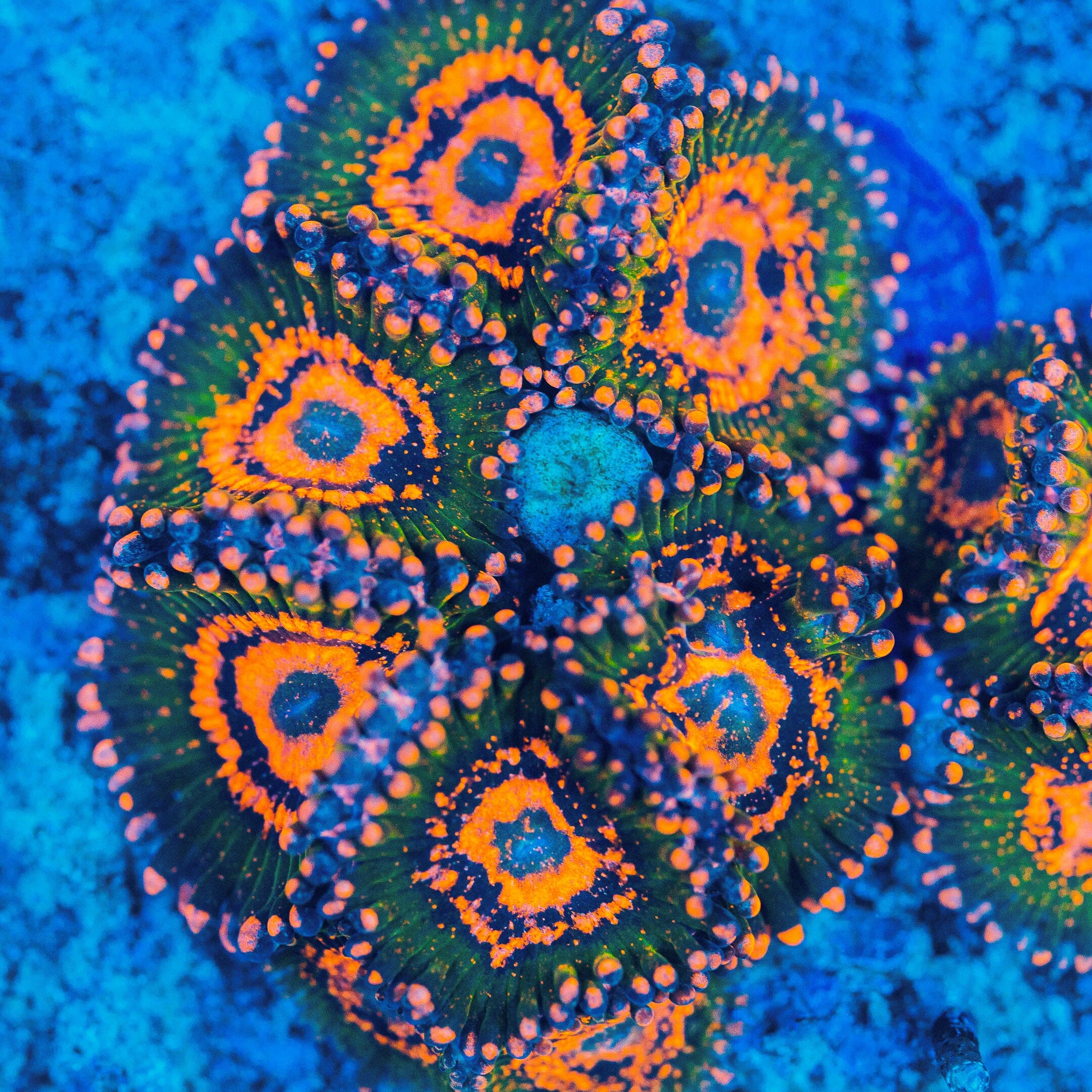 Ass Krak Zoanthids Coral Frag | Aquacultured Zoa for Sale