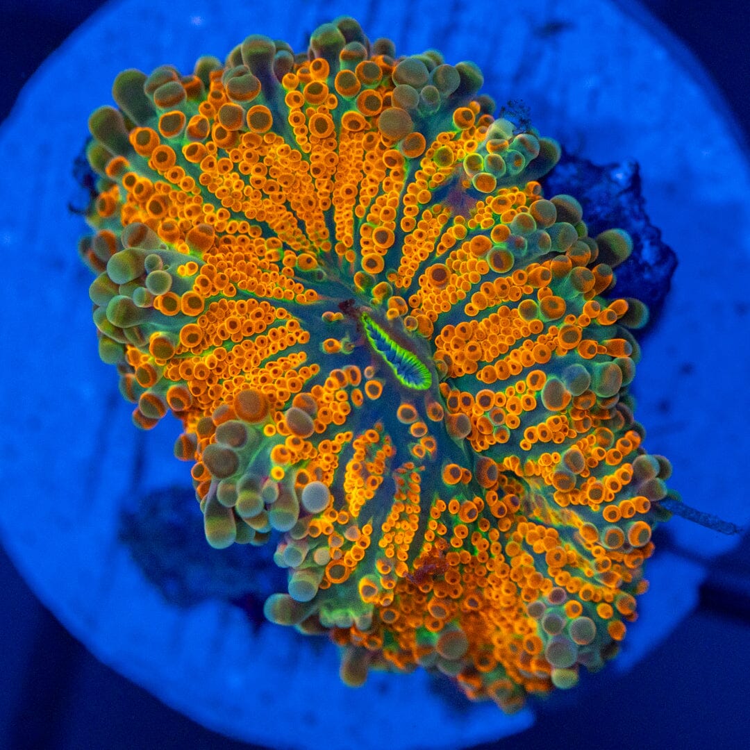 Asst. Mushroom Coral 1B - WYSIWYG Reef Lounge Coral 