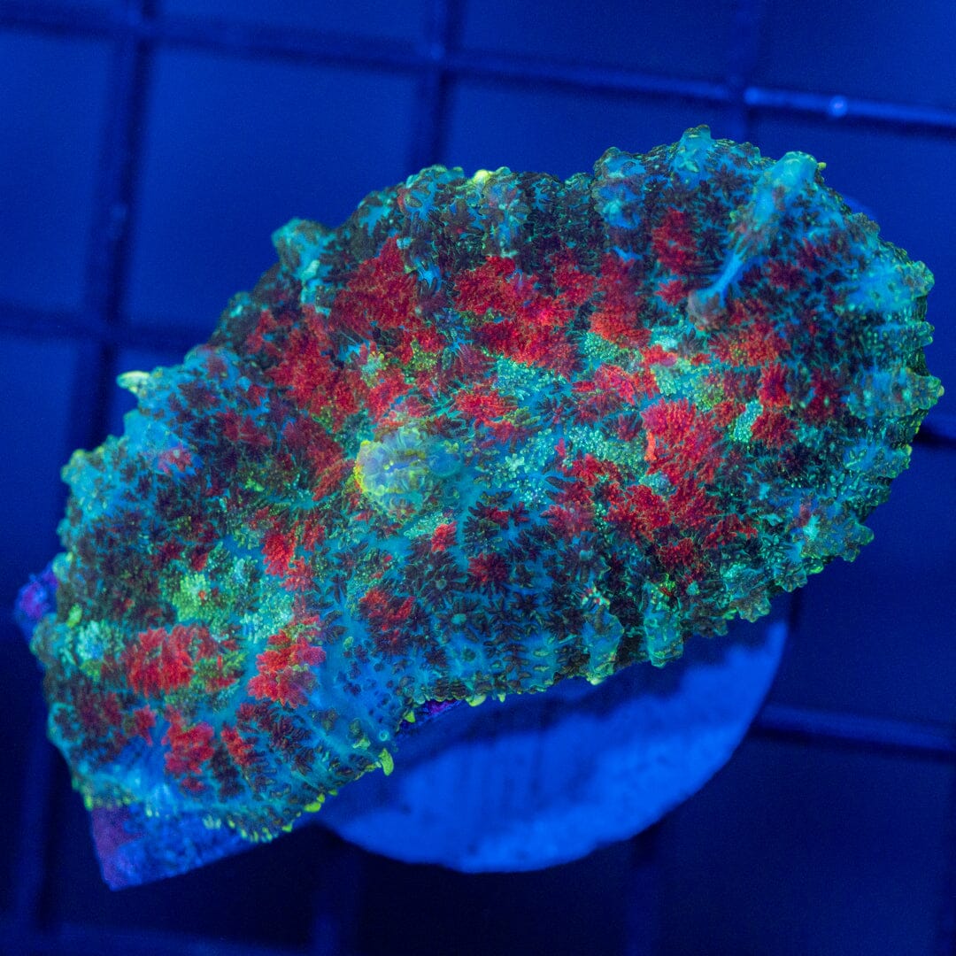 Asst. Mushroom Coral 2B - WYSIWYG Reef Lounge Coral 