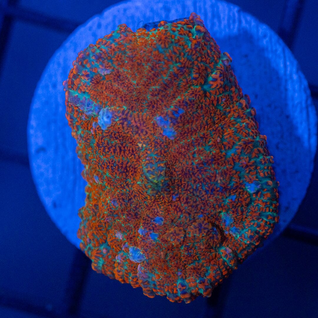 Asst. Mushroom Coral 3B - WYSIWYG Reef Lounge Coral 
