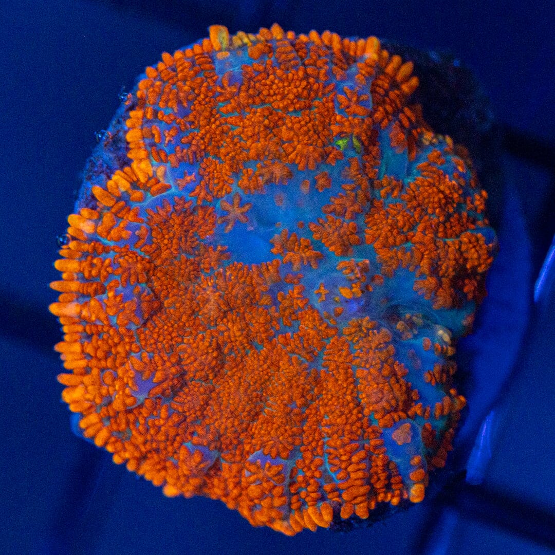 Asst. Mushroom Coral 4B - WYSIWYG Reef Lounge Coral 