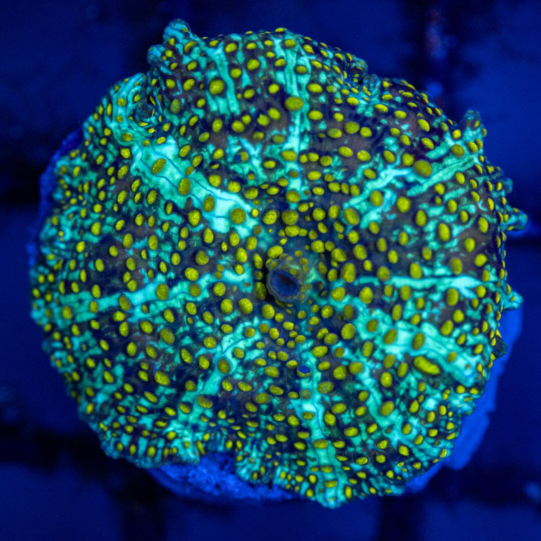 Asst. Mushroom Frag 3A - WYSIWYG Reef Lounge Coral 