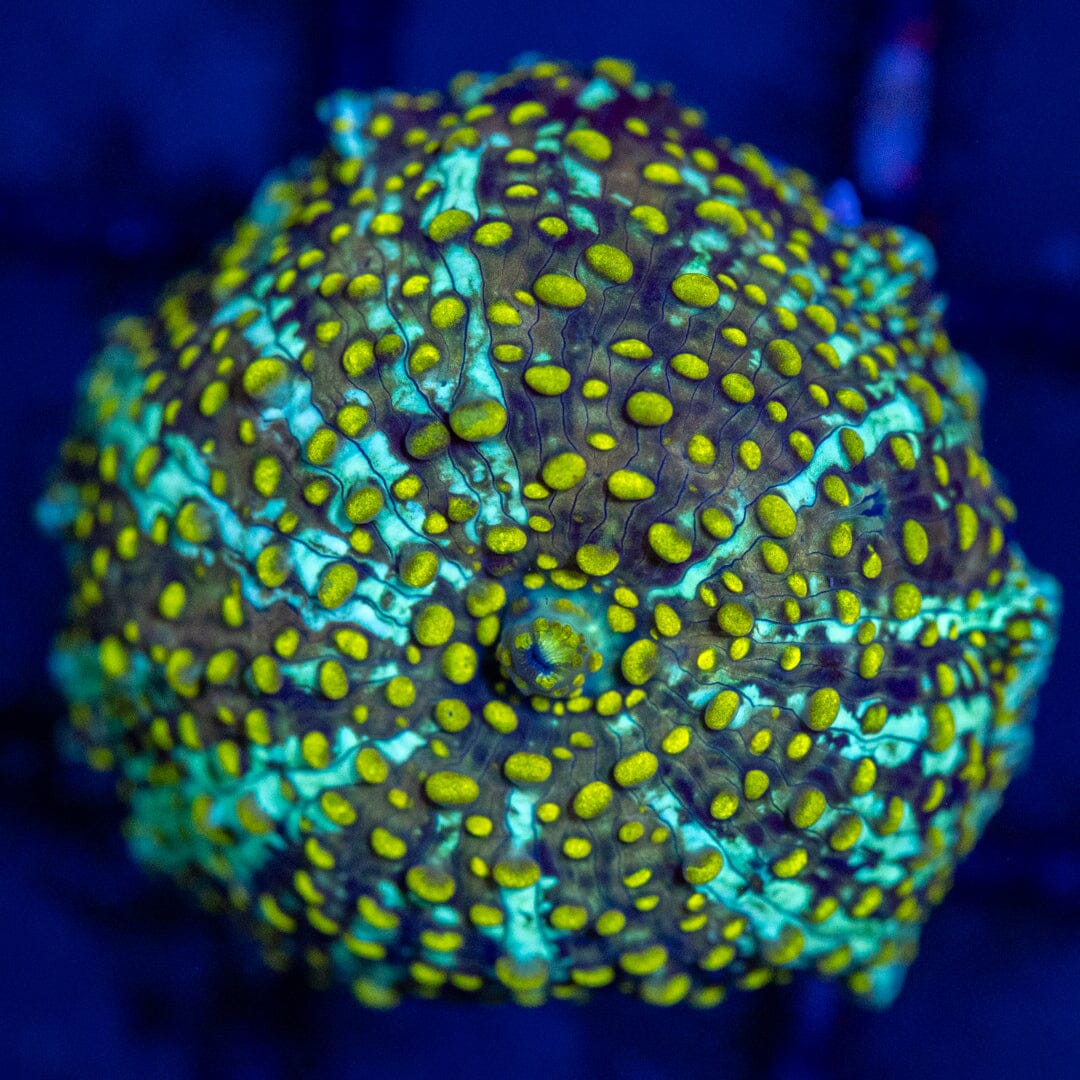 Asst. Mushroom Frag 6A - WYSIWYG Reef Lounge Coral 