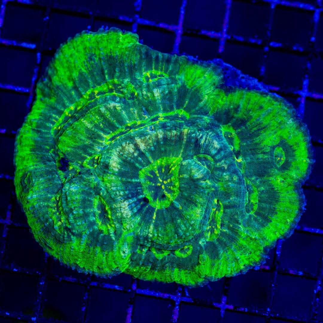 Australomussa 1C - WYSIWYG Colony Reef Lounge Norco 