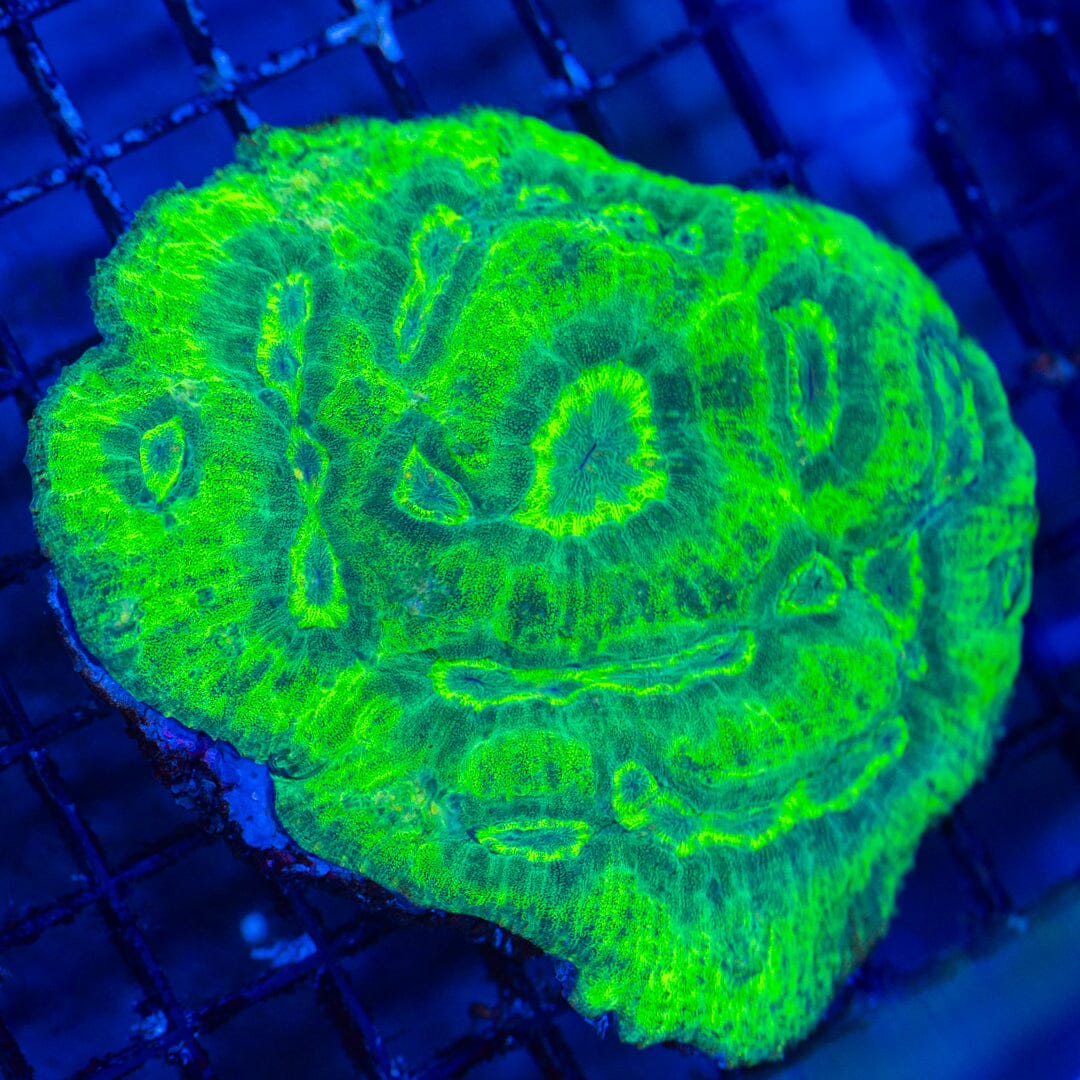 Australomussa Colony 1A - WYSIWYG Reef Lounge Norco 