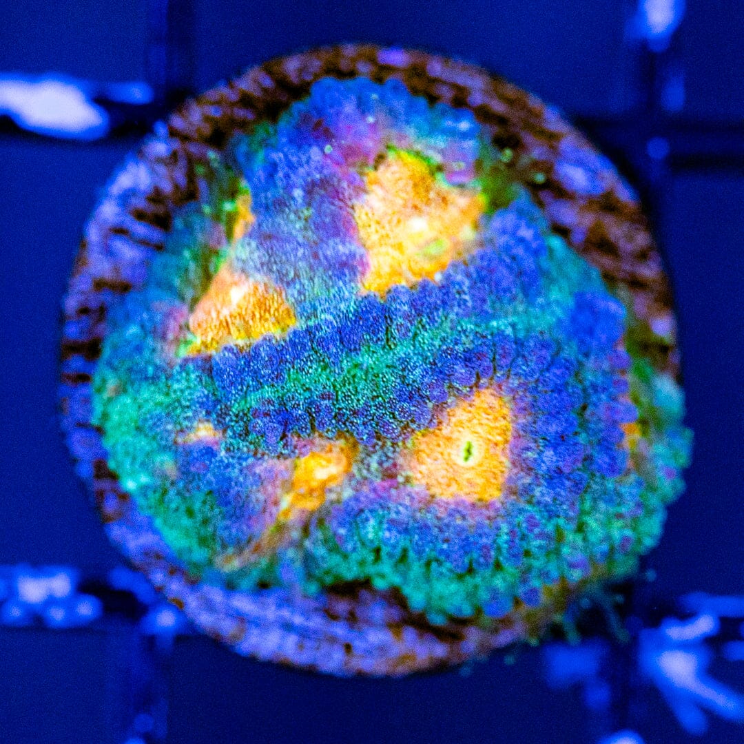 Baby's Breath Favia - WYSIWYG Reef Lounge Coral 