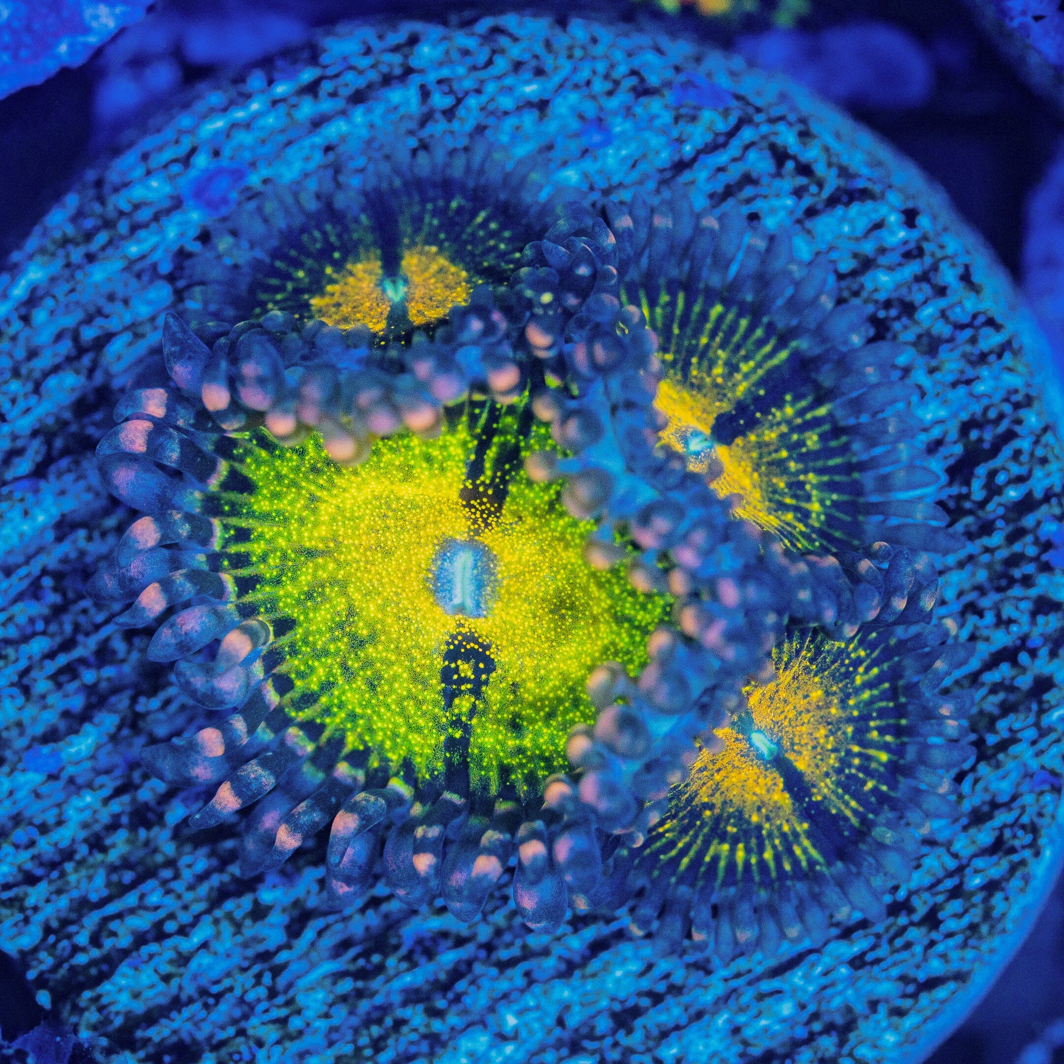 Banana Muncher Zoanthids Soft Coral Reef Lounge USA 