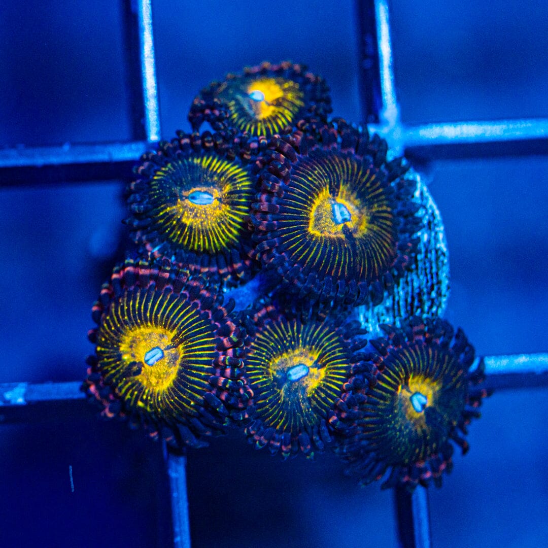 Banana Muncher Zoanthids (WYSIWYG Overgrown Plug) Reef Lounge Norco 