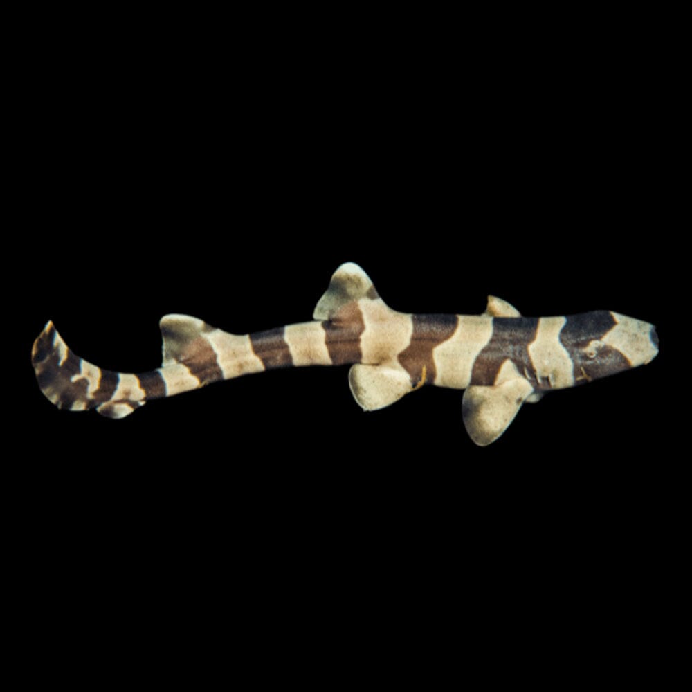 Banded Cat Shark Fish Reef Lounge Coral 