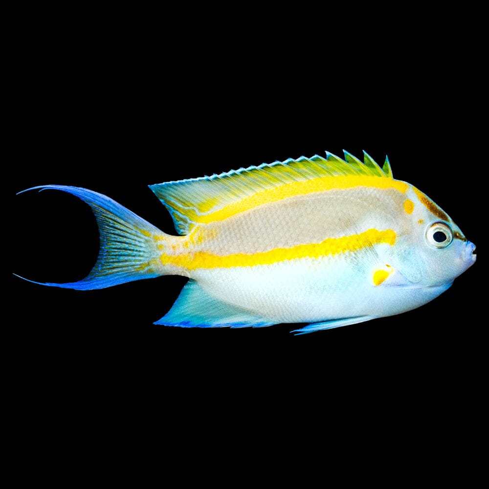 Bellus Angelfish (Ornate Angel) - MALE Fish Reef Lounge Coral 