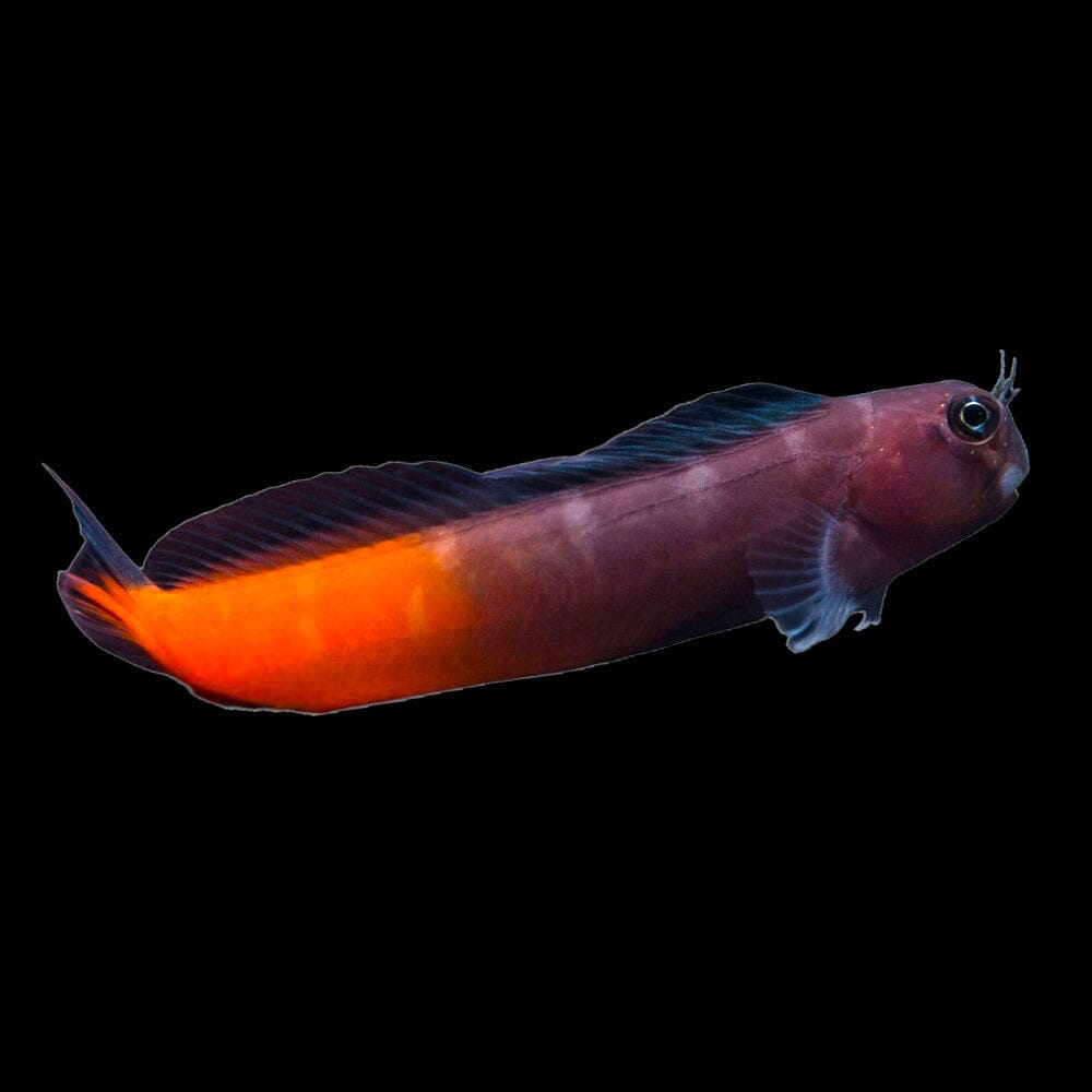 Bicolor Blenny Fish Reef Lounge USA 