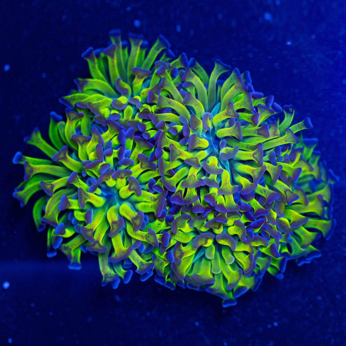 Bicolor Branching Hammer Colony 3A - WYSIWYG Reef Lounge USA 