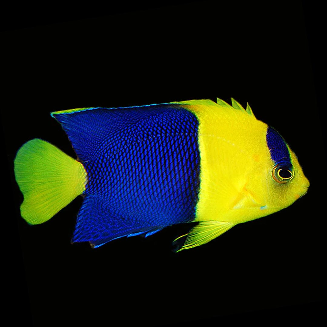 Bicolor Dwarf Angelfish Fish Reef Lounge USA 