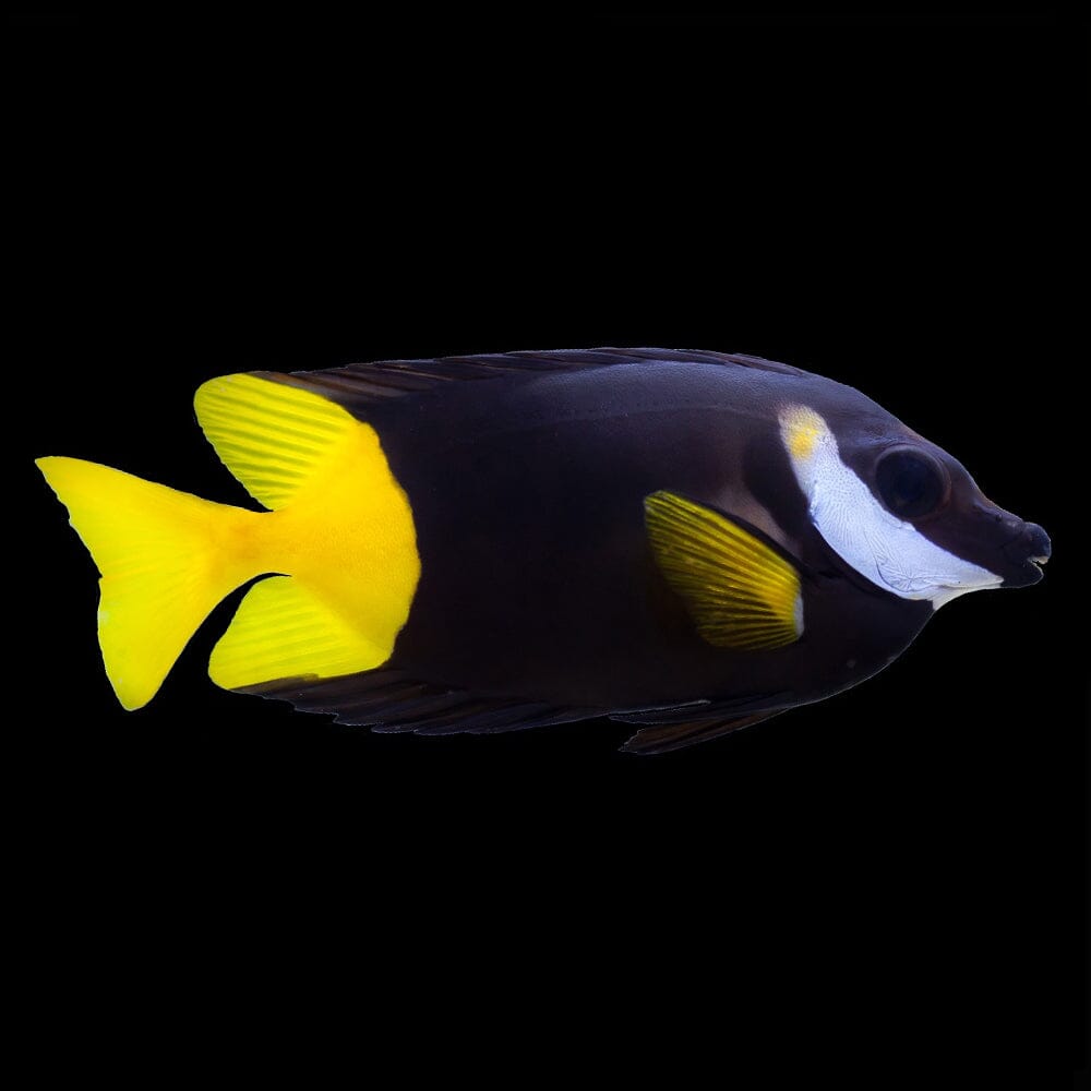 Bicolor Foxface Rabbitfish Fish Reef Lounge USA 