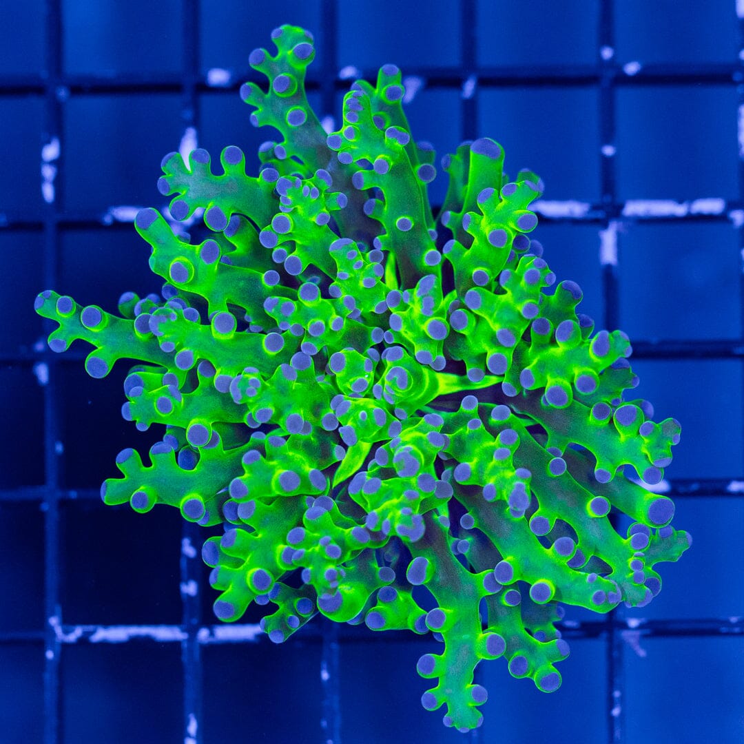 Bicolor Frogspawn Reef Lounge Coral 