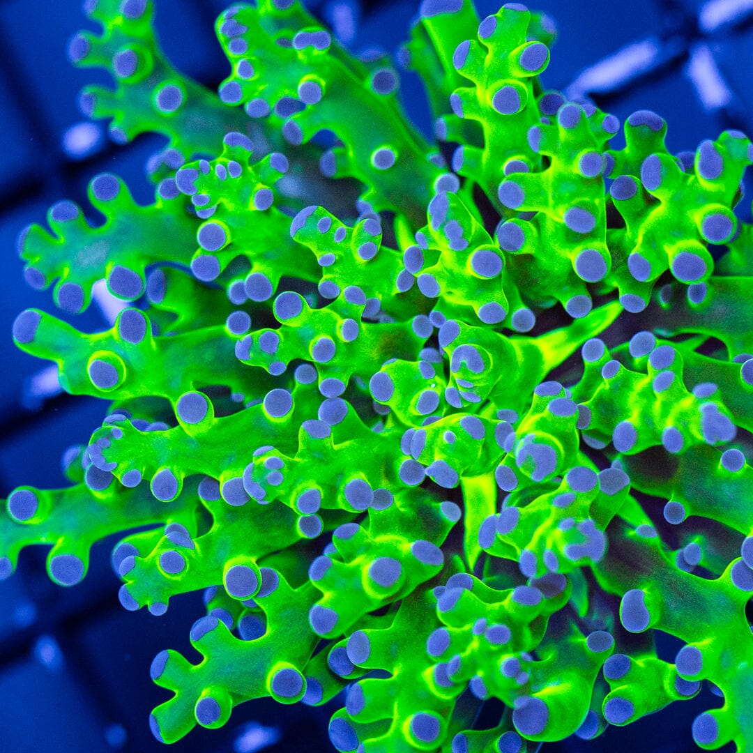 Bicolor Frogspawn Reef Lounge Coral 