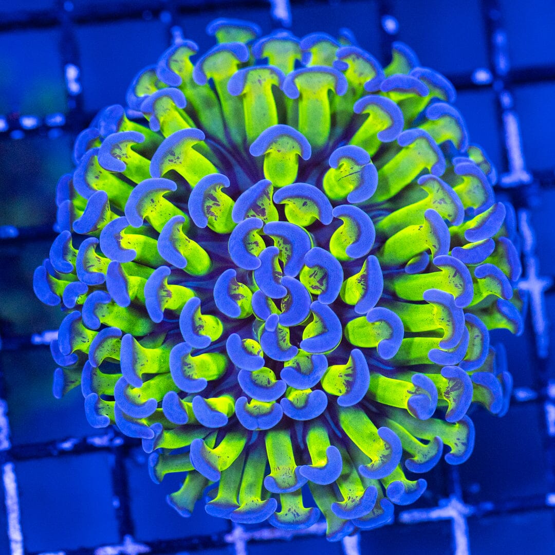 Bicolor Wall Hammer - WYSIWYG Reef Lounge Coral 