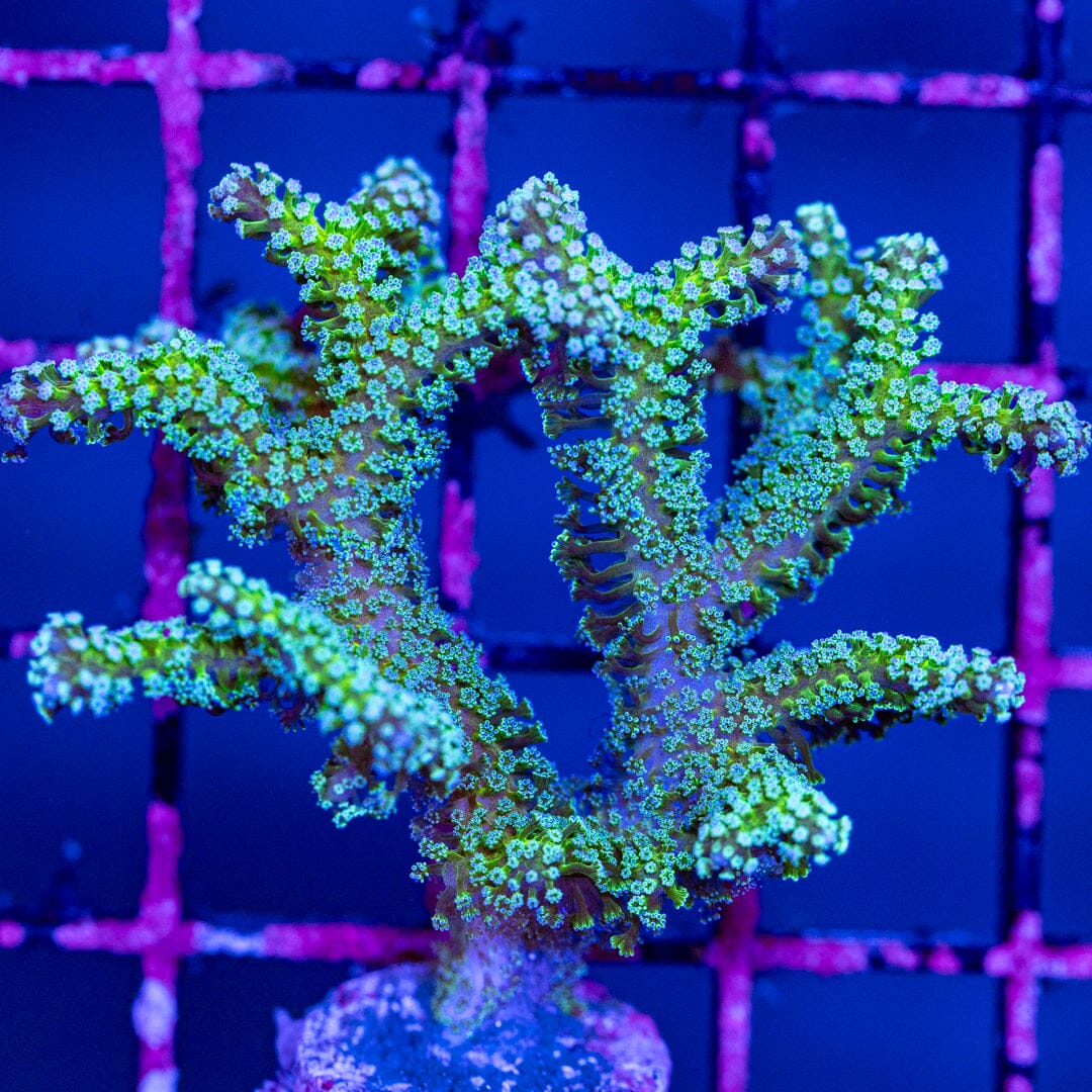 Bird of Paradise Seriatopora - WYSIWYG Reef Lounge Norco 