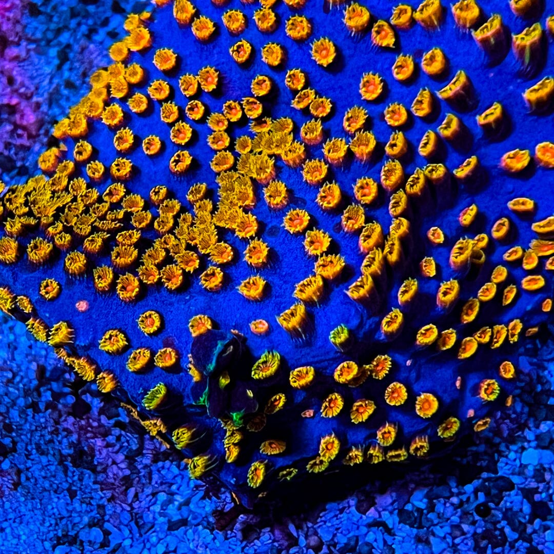 Bizarro Cyphastrea (Large Colony - 4 to 5") Reef Lounge Coral 