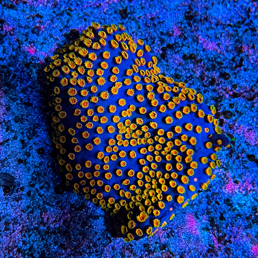 Bizarro Cyphastrea (Large Colony - 4 to 5") Reef Lounge Coral 