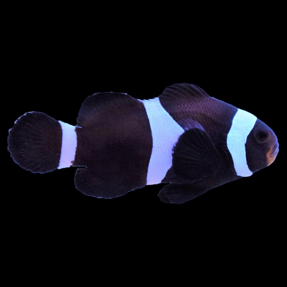 Black Darwin Clownfish Fish Reef Lounge USA 