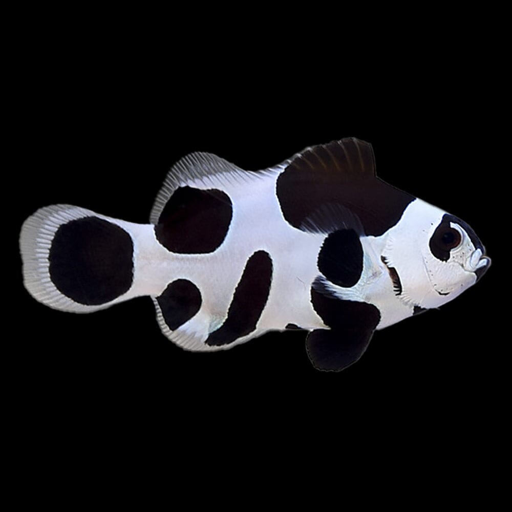 Black Storm Clownfish