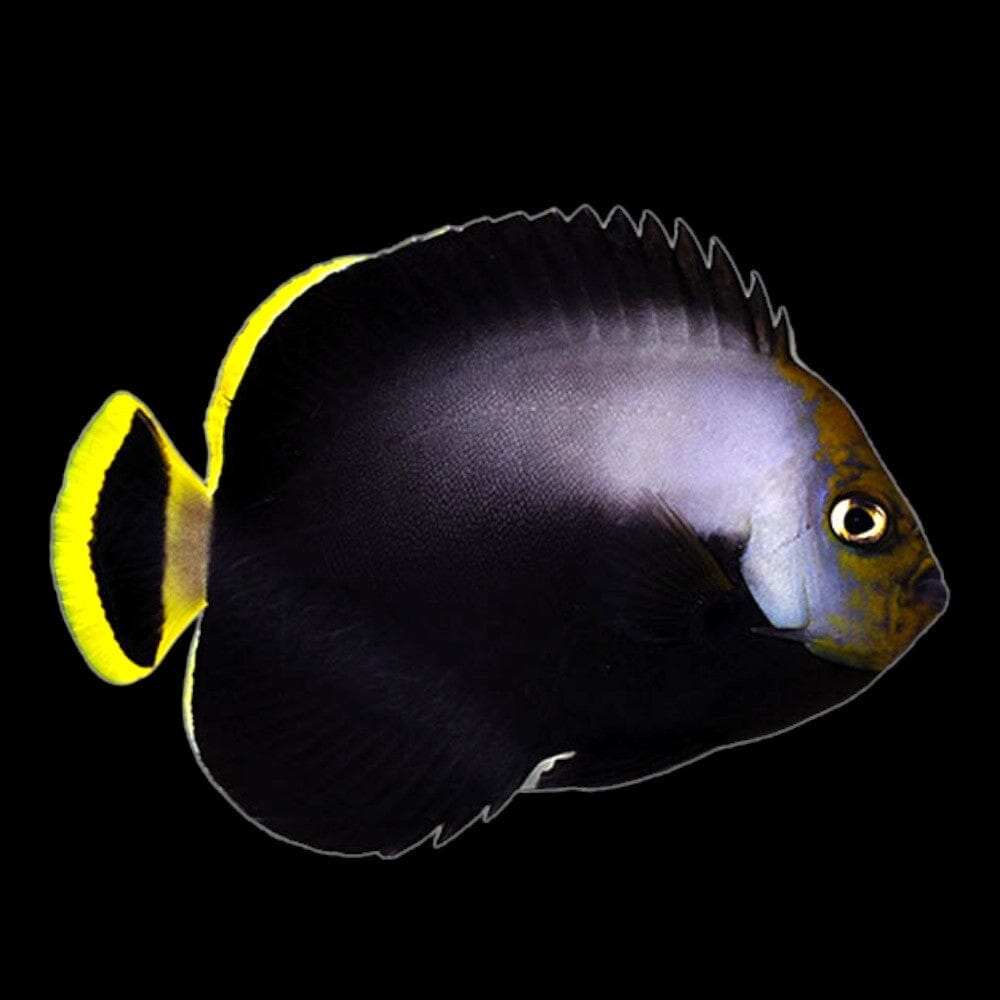 Black Velvet Angelfish Fish Reef Lounge USA 